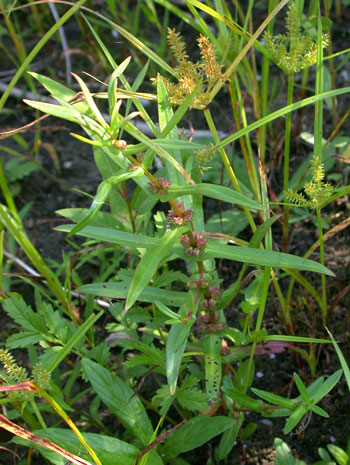 Photo of a Scarlet Ammannia plant showing small lavender flowers.