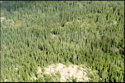 colour photo of the Black Spruce-dominated forest found within the southwestern portion of the reserve is 95 years in age.