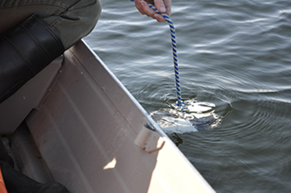 Figure 3. Collecting a secchi depth reading.