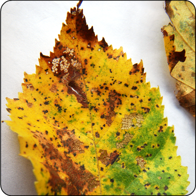 Tache septorienne sur des feuilles de bouleau