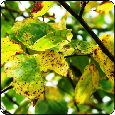 Tache septorienne sur des feuilles