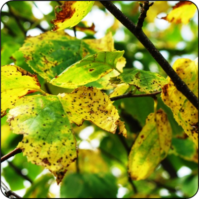 Septoria leaf spot