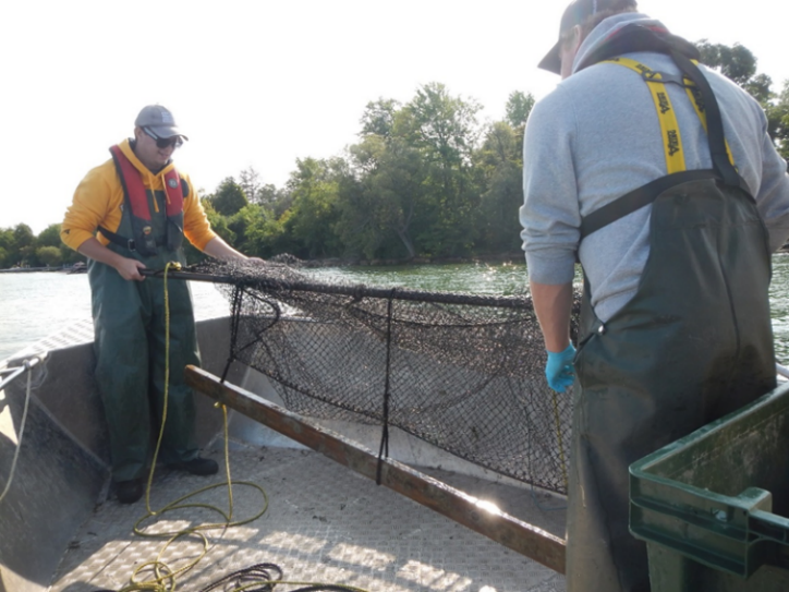 Deux membres du personnel du MRNF déployant un filet-piège au lac Simcoe dans le but de procéder à un contrôle de la population de poissons d’eau chaude. 