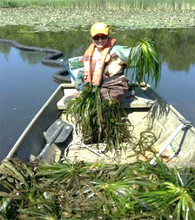 Une femme, avec dans la main une botte de stratiote faux-aloès, dans une chaloupe contenant une abondance de plantes récemment arrachées dans la rivière