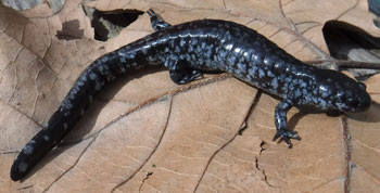 Photo of a Unisexual Ambystoma (Small-mouthed Salamander dependent population) from Pelee Island.