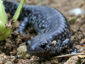 une photo de la salamandre à nez court.
