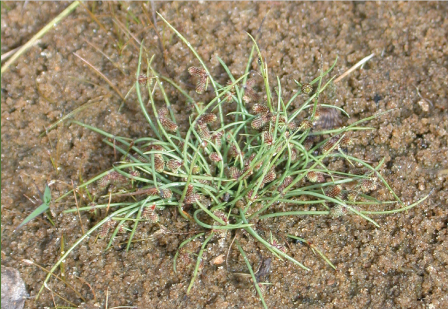 Photo of Small-flowered Lipocarpha