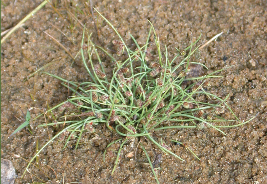 Lipocarphe à petites fleurs