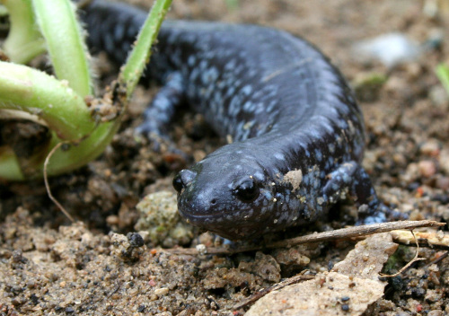 Photo de la salamandre à nez court