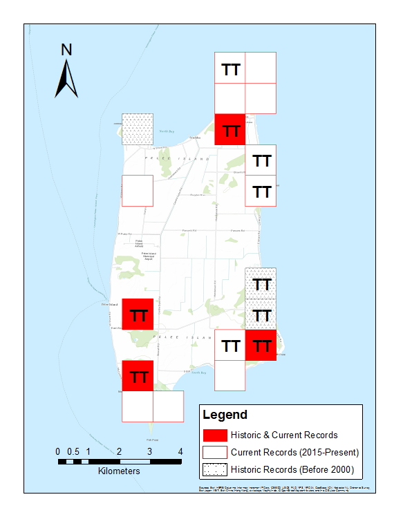 This figure shows a map of Pelee Island with grid locations utilized to outline where small-mouthed salamander and unisexual ambystoma have been documented. Three grid squares show locations where records occur prior to the year 2000: one is located at the northwest tip of the island, and two are located in the southeast with markings indicating these locations have genetically confirmed small-mouthed salamanders. Eleven grid squares located around the perimeter of the island indicate the presence of the species between 2015 and 2017. Three of these squares in the northeast and one in the southeast indicate genetically confirmed small-mouthed salamander.