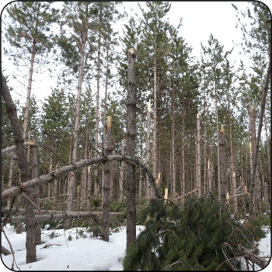 Dommage causé par la neige sur une plantation de pin rouge