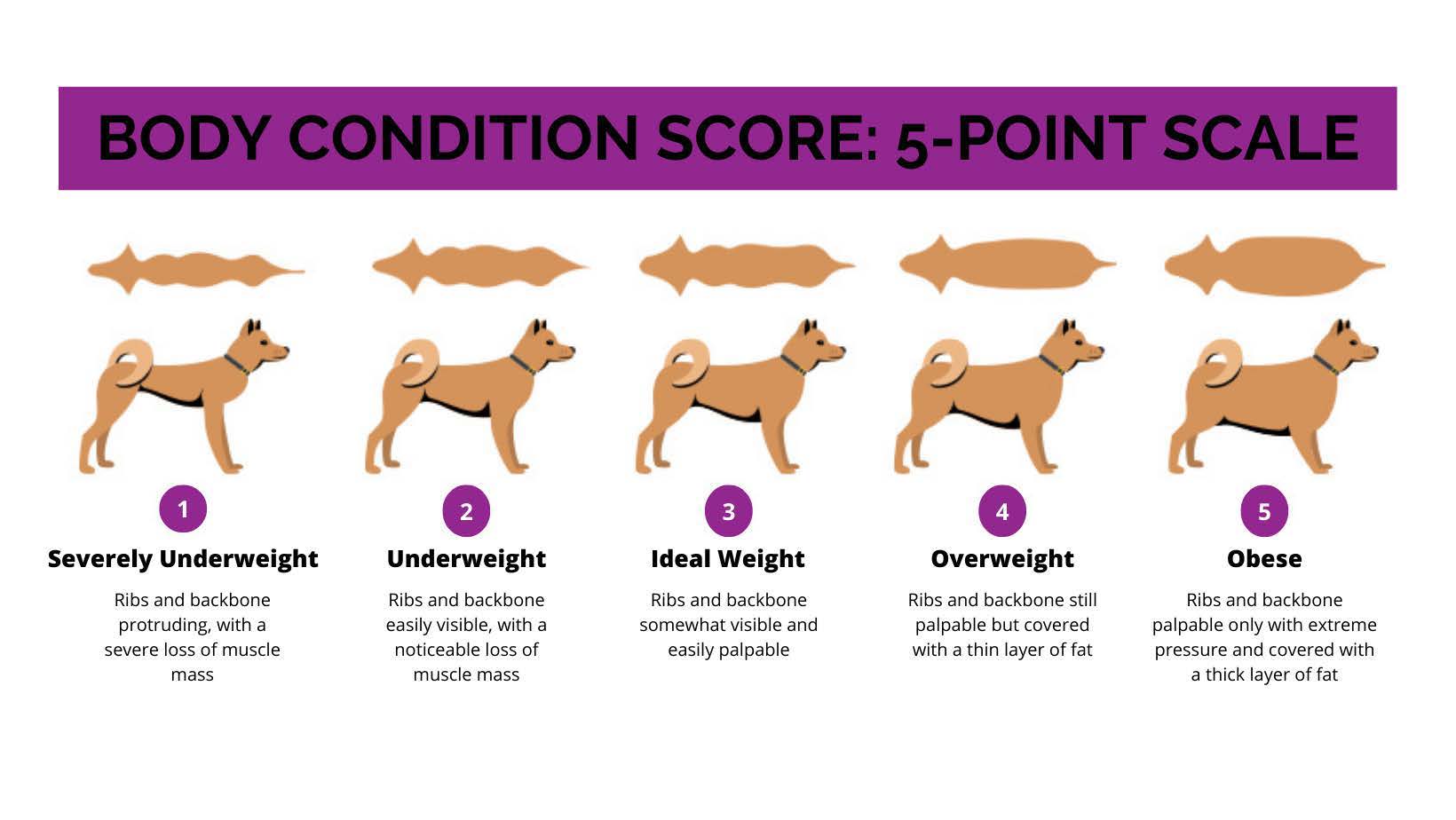 Body condition score is a 5-point scale that can help to assess a dog’s general welfare based on its fat and muscle coverage. The scale includes: (1) Severely underweight – ribs and backbone protruding, with a severe loss of muscle mass. (2) Underweight - ribs and backbone easily visible, with a noticeable loss of muscle mass B. (3) Ideal Weight – Ribs and backbone somewhat visible and easily palpable. (4) Overweight - Ribs and backbone still palpable but covered with a thin layer of fat. (5) Obese - Ribs and backbone palpable only with extreme pressure and covered with a thick layer of fat.