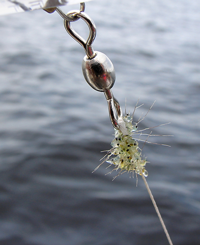 Figure 5. Spiny waterflea is an aquatic invasive species in Ontario.