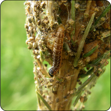 Spruce budworm larva feeding