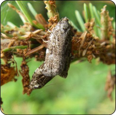 Spruce budworm moth