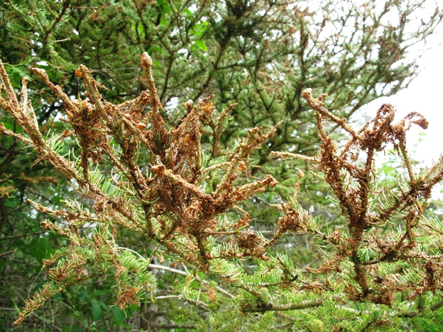 Dried up needles caused by spruce budworm feeding