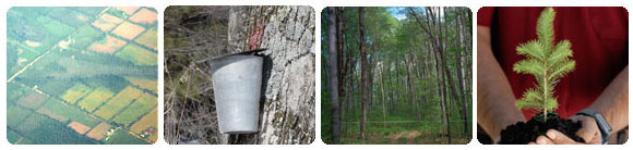 Aerial view of private forest, maple tree tapped for syrup, forest, seedling