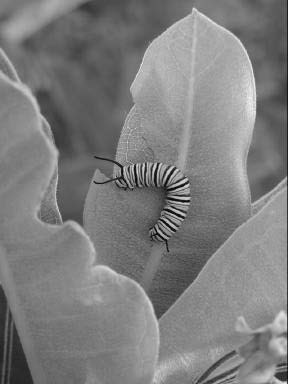 Figure 5-2. Monarch caterpillars feed strictly on milkweed.