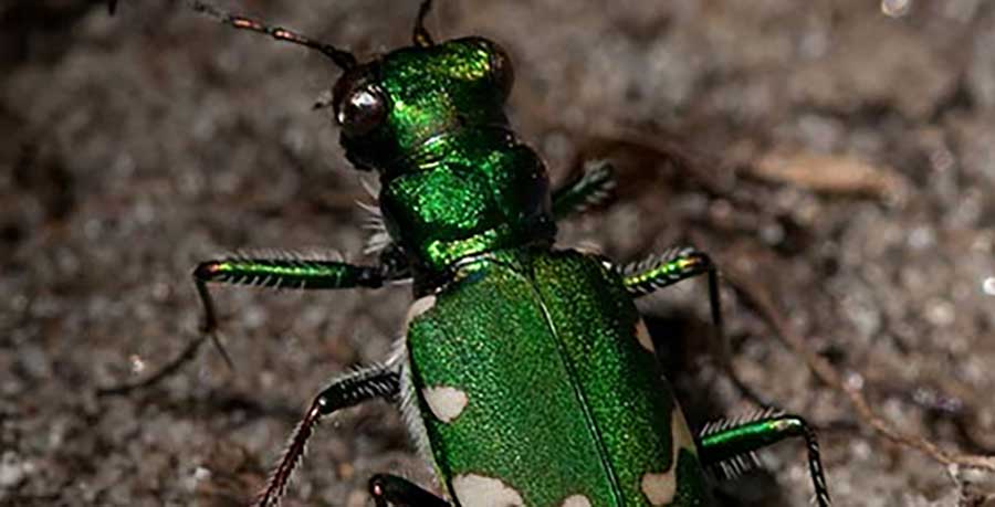 A photograph of a Northern Barrens Tiger Beetle