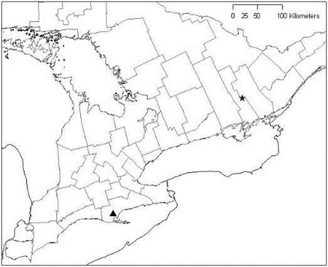 A map showing the extant and extirpated populations of Toothcup in Ontario.