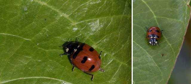 colour photograph of the transverse lady beetle on a leaf