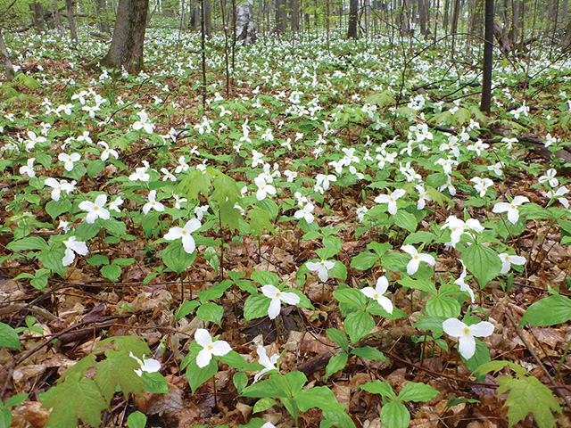 Photo d’un dense parterre de trilles blancs dans la forêt.