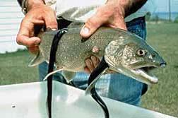 Sea lamprey clings to an adult lake trout
