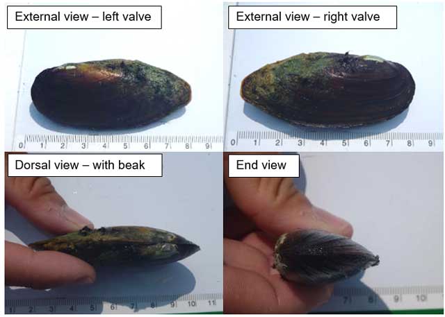 Top left: Image of the left valve external view of an Eastern Pondmussel; Top right: Image of the right valve external view of an Eastern Pondmussel; Bottom left:Image of the dorsal view with beak of an Eastern Pondmussel; Bottom right: Image of the end view of an Eastern Pondmussel