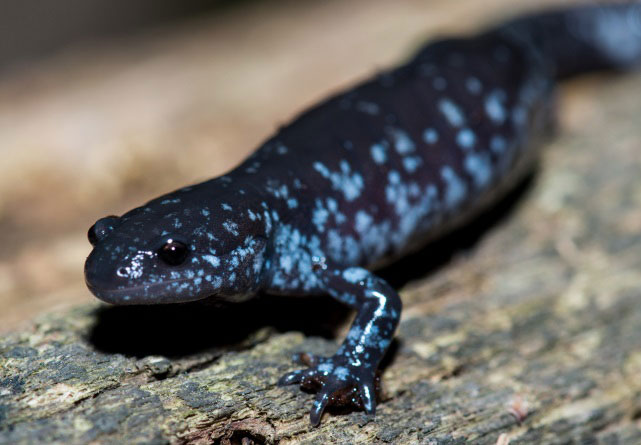 A photograph of a Unisexual Ambystoma (Small-mouthed Salamander dependent population)
