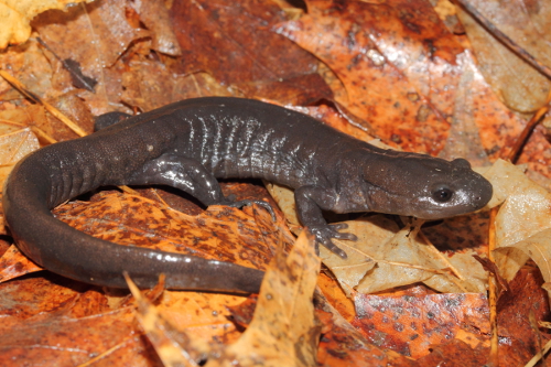 A photograph of Jefferson Salamander