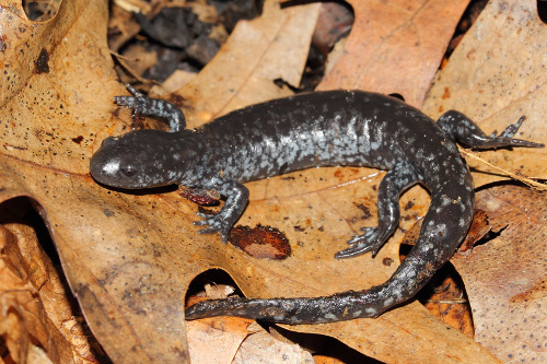 Photo de l’Ambystoma unisexué (population dépendante de la salamandre à nez court)