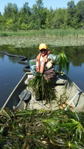 Ministry of Natural Resources and Forestry staff in a boat with water soldier that is being removed from the Black River
