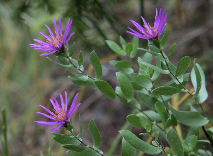 Photo of the Western Silvery Aster