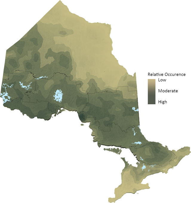 map of White Birch distribution in Ontario indicating low (light brown), moderate and high (dark green-brown) levels of relative occurrence.