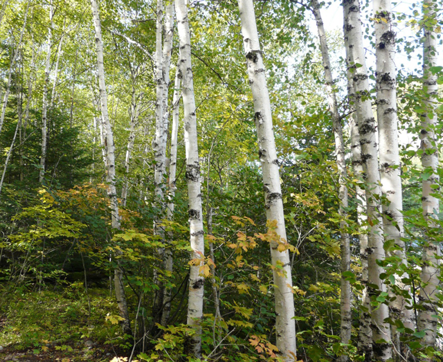 photo of White Birch trees.