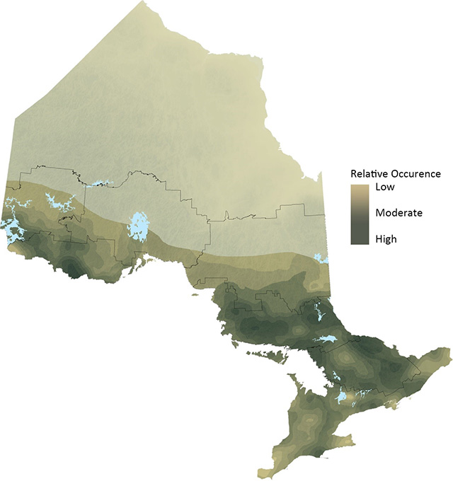 map of White Pine in Ontario indicating low (light brown), moderate and high (dark green-brown)levels of relative occurrence.