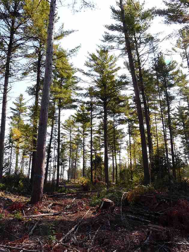 image of a White Pine forest.