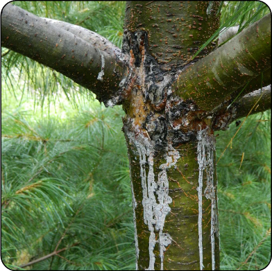 White pine blister rust releasing resin