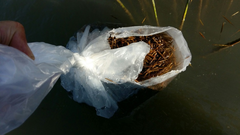 Un employé du MRNF récolte du riz sauvage qui a été réintroduit dans les eaux du lac Simcoe.
