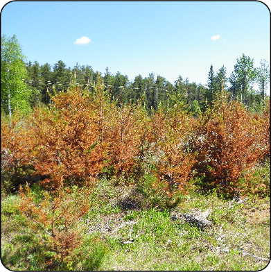 Winter browning damage on young conifers