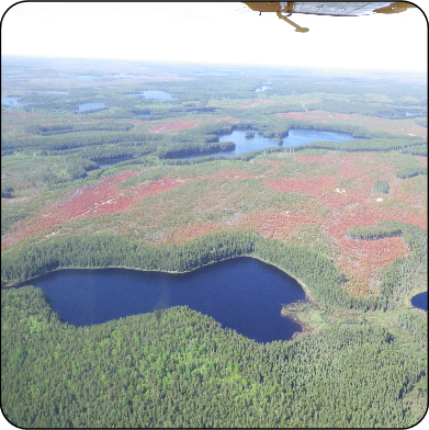 Winter browning damage near Graham, Ontario