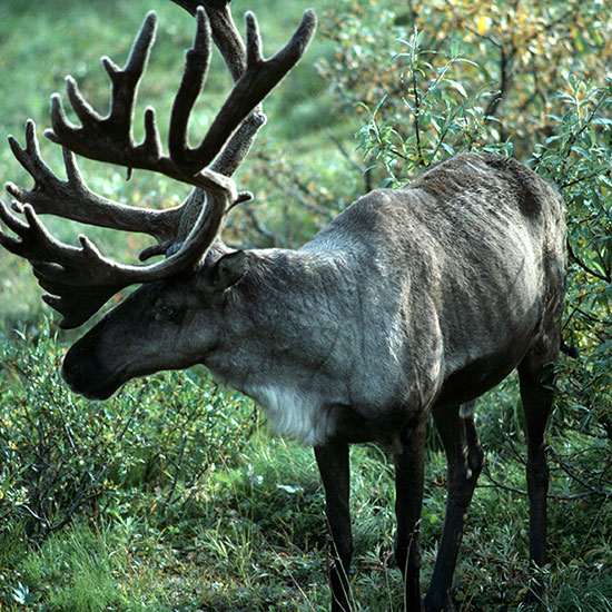 A photograph of a Woodland Caribou