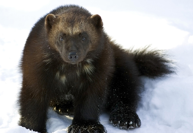 Photo of a Wolverine