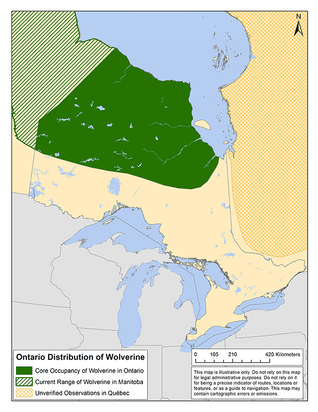 Modified map of the North American distribution of Wolverine presented in the COSEWIC 2014 Assessment and Status Report on the Wolverine. Data from Joanna Wilson, Species at Risk Biologist, Environmental and Natural Resources, Government of the Northwest Territories, Yellowknife NT.