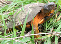 Une photo de la tortue des bois