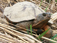 tortue des bois