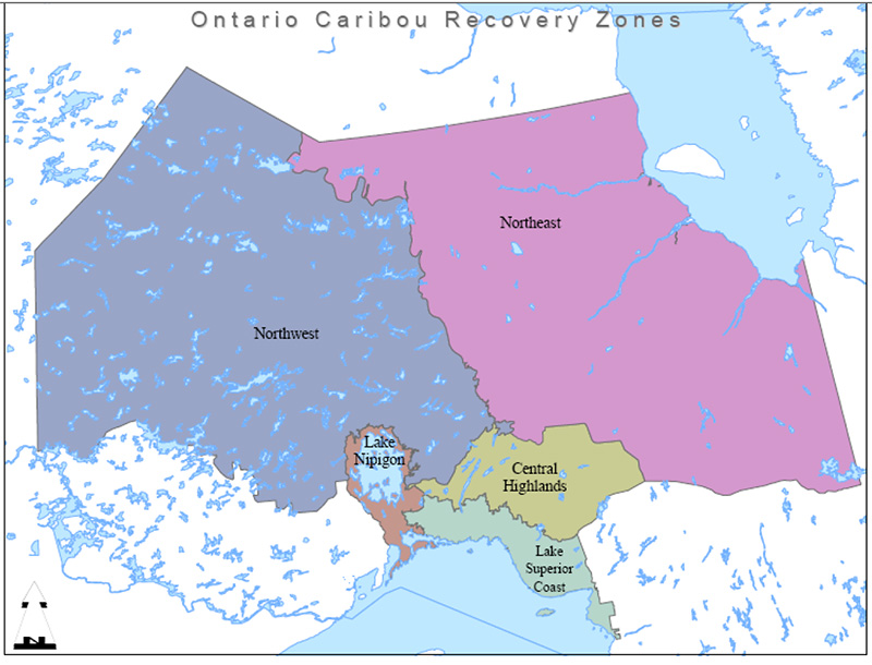 Map of Ontario highlighting four caribou recovery zones including Northwest, Northeast, Central Highlands and Lake Superior Coast.