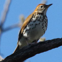 A photograph of Wood Thrush