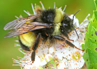 A photograph of Yellow-banded Bumble Bee